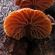 Russula sp.