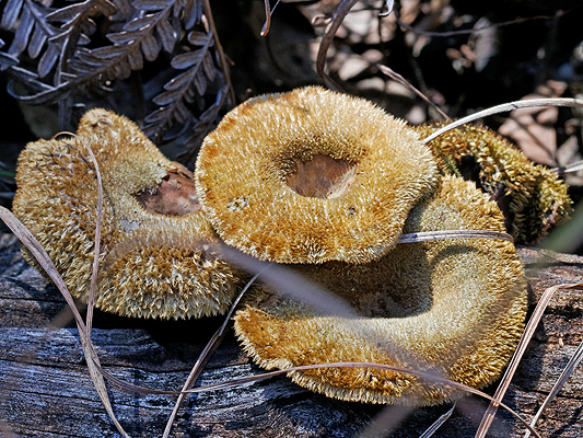Fungi; Panus fasciatus; Hairy Trumpet