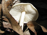 Limacella species