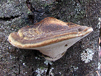 Polypore