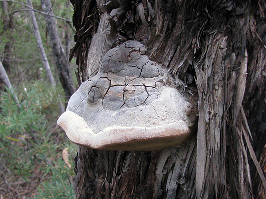 Fungi; Phellinus species