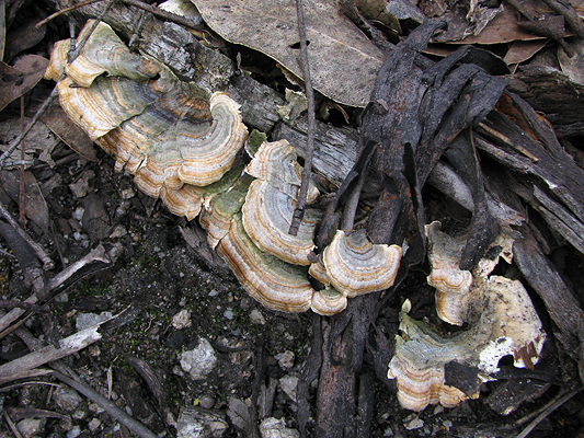 Fungi; Trametes versicolor