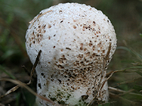 Polypore