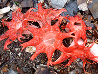 Aseroe rubra