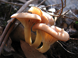 A group of apricot-coloured fungi