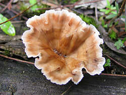 One of Girraween's ground fungi's fruiting bodies.