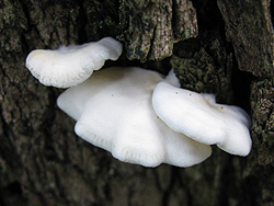 One of Girraween's ground fungi's fruiting bodies.