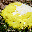 Slime Mould