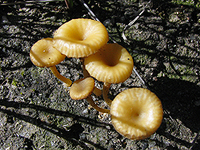 Fungi