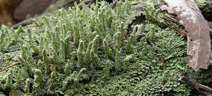 Cladonia rigida