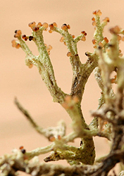 Cladonia sulcata