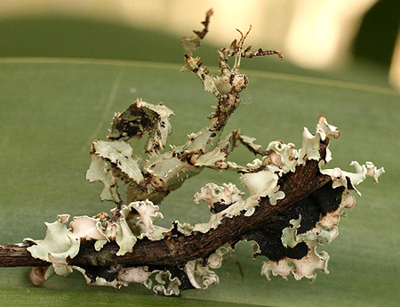 A juvenile Spiny Leaf Insect Extatosoma tiaratum.