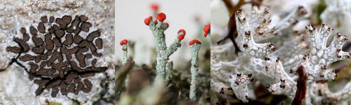 Fruiting bodies of three species of lichen.