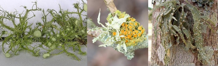 Fruticose lichens.