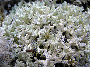Coral or Snow lichen