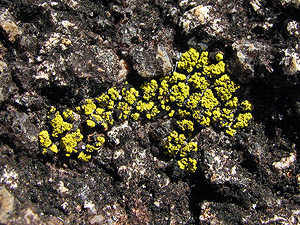 Bright yellow lichen