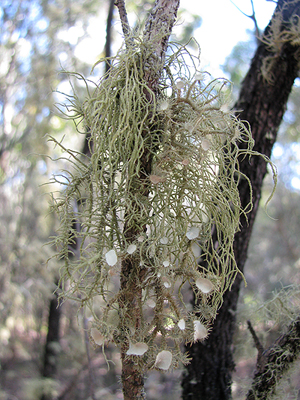 Usnea species