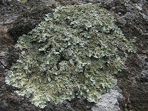 Foliose lichen