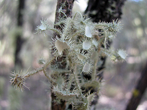 Usnea scabrida subsp. elegans