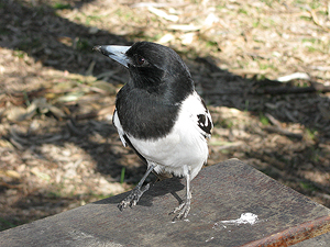 Lots of birds visit the day-use area. Some are very friendly.