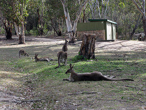 Kangaroos and wallabies also are regular visitors.