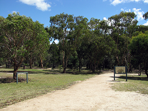 Many of the park's walking tracks start from the Bald Rock Creek day-use area.