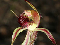 Caladenia atroclavia