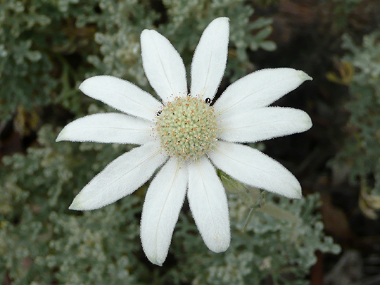 Flannel Flower