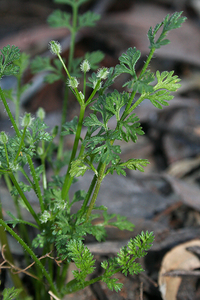 Australian Carrot, Native Carrot