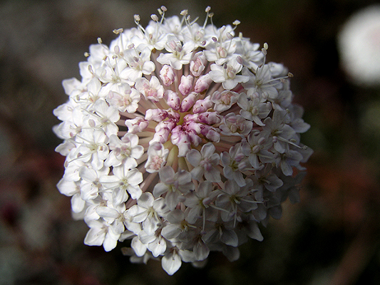 Native Candytuft