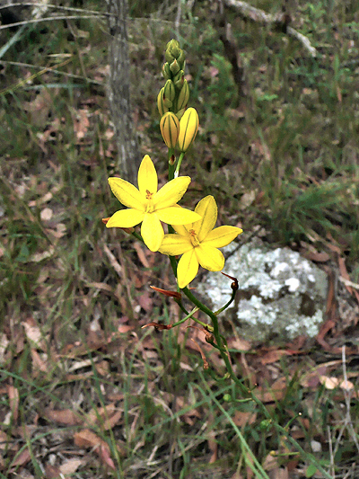 Golden Lily