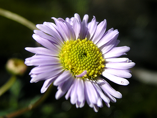 Stuart's Daisy