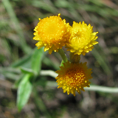 Yellow Buttons