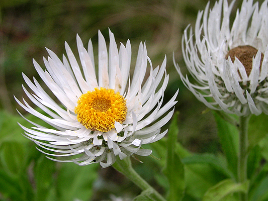 Coronidium boormanii