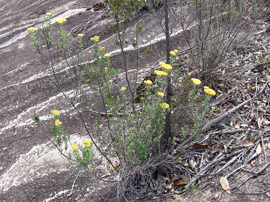 Grey Everlasting, Match Heads