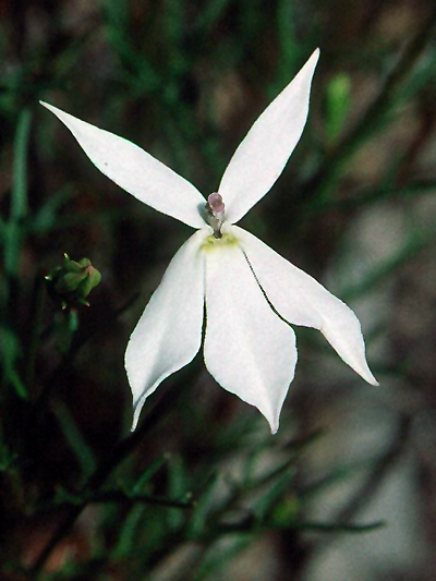 Narrow-leaved Isotoma