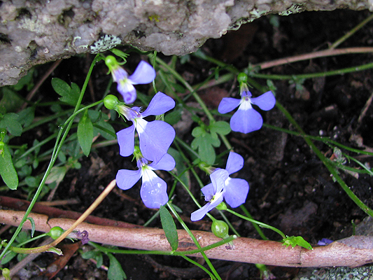 Trailing Lobelia