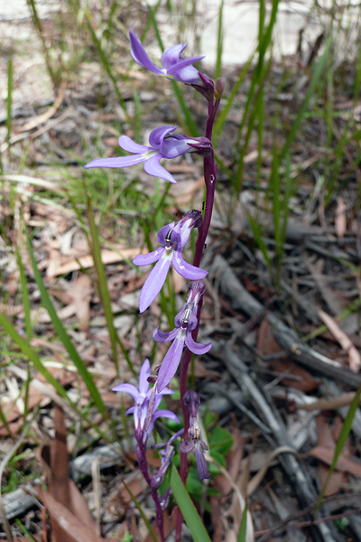 Native Lobelia