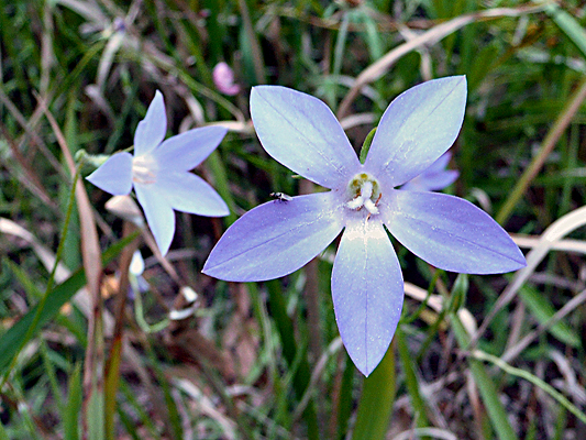 Granite Bluebell