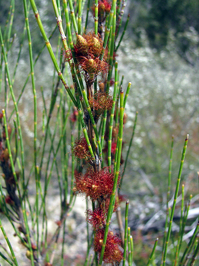 Tree; Black She-oak; Casuarinaceae; <i>Allocasuarina littoralis</i>; Fluffy red flowers; Spring