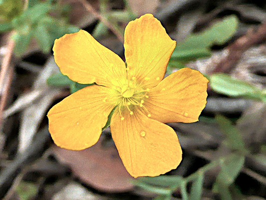 Native St John's Wort