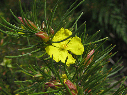 Tall Guinea Flower