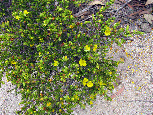 Shrub; Guinea Flower; Dilleniaceae; Hibbertia linearis; Yellow flower; Spring to Summer