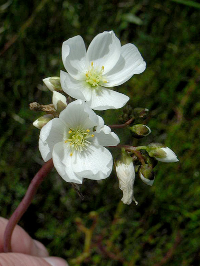 Forked Sundew