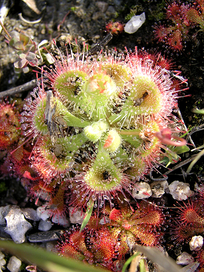 Tropical Sundew