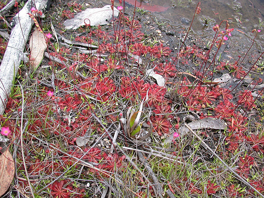 Common Sundew, Rosy Sundew, Spoon-leaved Sundew