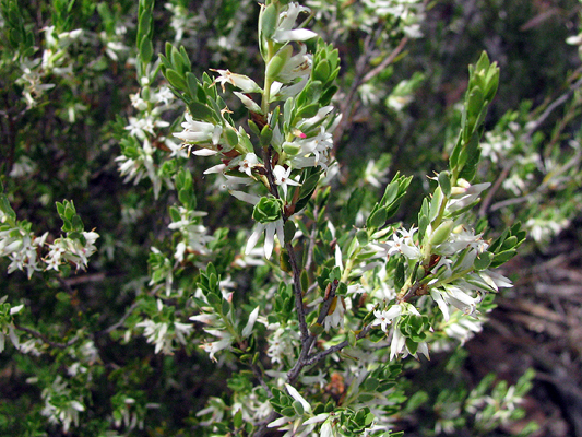 Shrub; Daphne Heath; Ericaceae; <i>Brachyloma daphnoides</i>; White to Cream flower; Spring