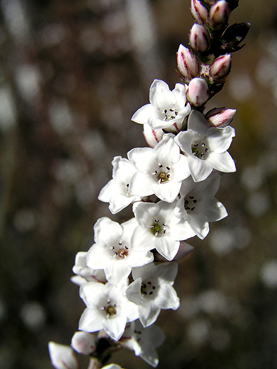 Coral Heath