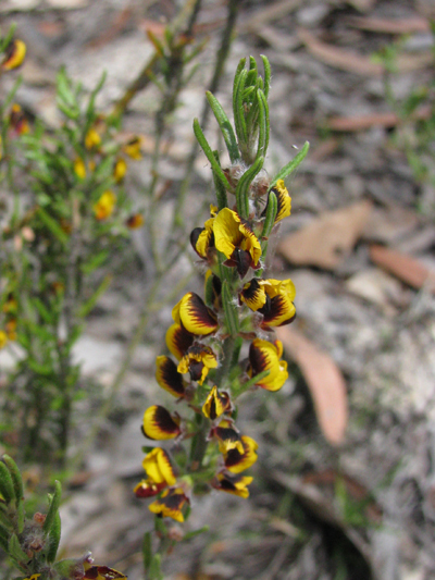 Shrub; Fabaceae; Aotus subglauca; Yellow, Red, Brown, Purple flowers; Spring