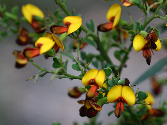 Spiny Bossiaea